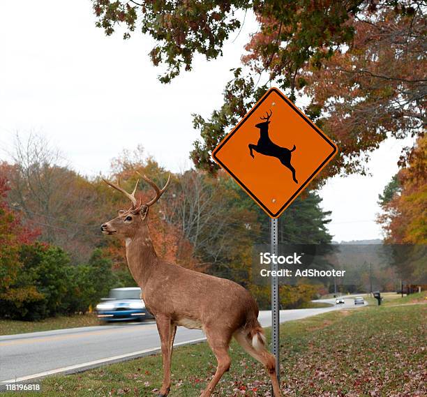 Deer Road の交差点 - シカのストックフォトや画像を多数ご用意 - シカ, オジロジカ, 標識