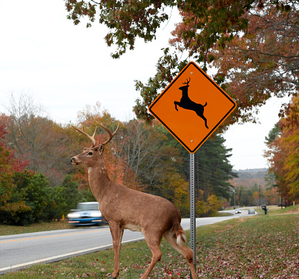 A white tailed buck about to cross the highway.