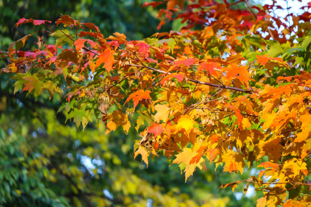 istock Colorful beautiful maple leaves in autumn 1181968497
