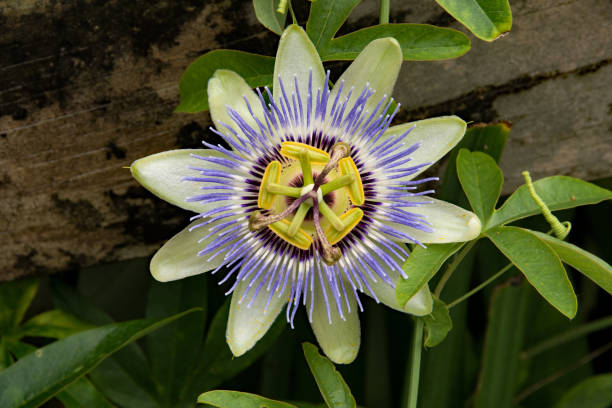 istock Passion Flower Close-up 1181970740