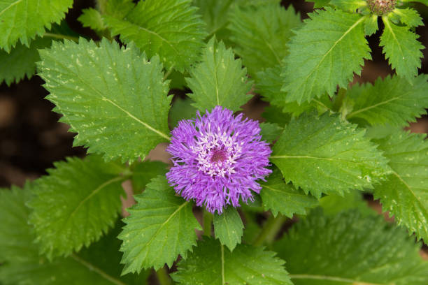 istock Purplish Flower and Jagged Leaves 1181971200