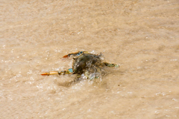 istock Crab Returns to the Sea 1181971241