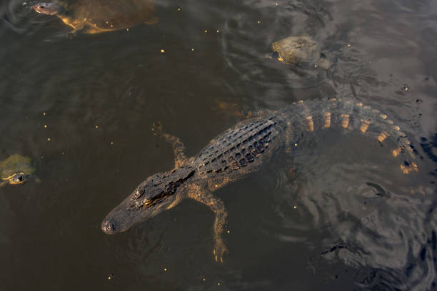 istock Alligator and Turtles 1181971258