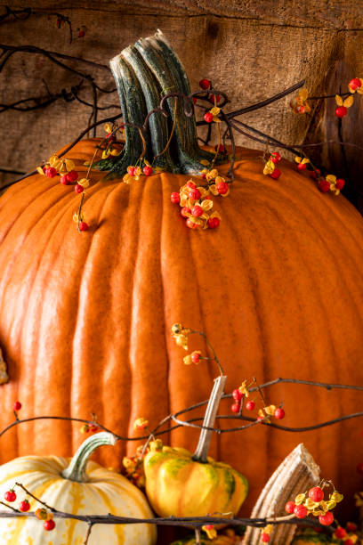 istock Close up of Pumpkin and Bittersweet Vine 1181973502
