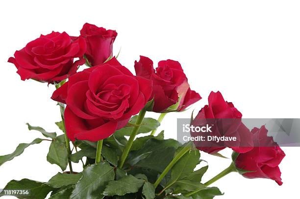 Foto de Rosas Vermelhas Com Vegetação Isolada No Branco e mais fotos de stock de Bouquet - Bouquet, Cabeça da flor, Espinho - Característica da planta