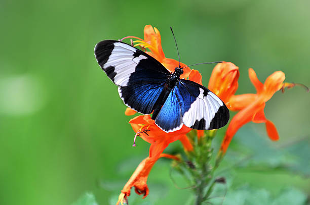 istock Heliconius Cydno Butterfly 118197496