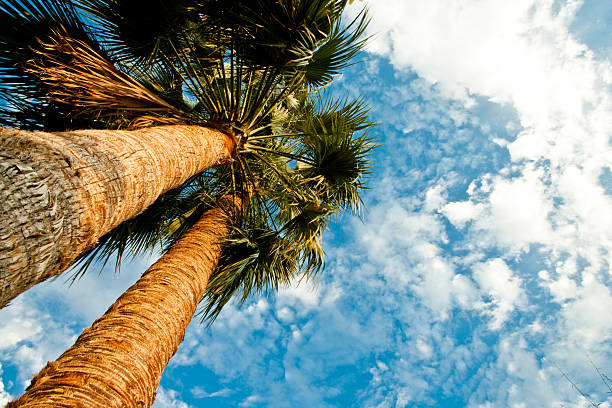 Uplooking view of  a group of palm trees below a dramatic cloudscape