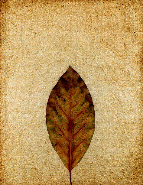 istock Antique paper with leaf print 118197661