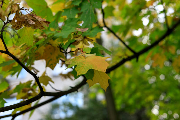 istock Soft focus photo of a yellow maple leaf surrounded by greenery. Blurred autumn background. 1181978008