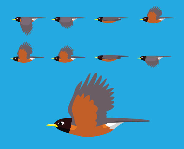 ptak amerykański robin flying cartoon vector animacja frame - american robin stock illustrations