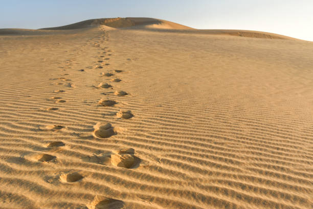 istock Sand dunes in Thar desert. Jaisalmer. India 1181979929
