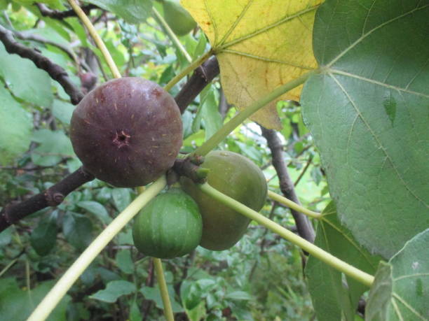 istock Fig tree with fruits in the rain 1181980185