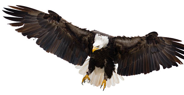 Flying eagle isolated on white background Isolated Bald Eagle in flight spread wings stock pictures, royalty-free photos & images