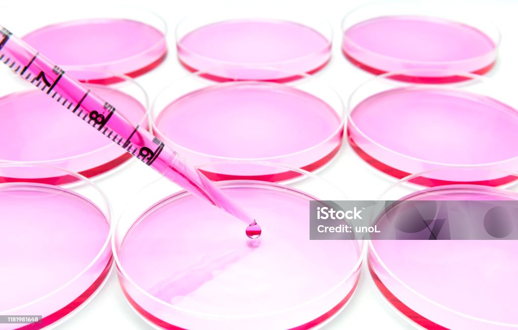 Subculturing of tumor tissue cells on the cell culture dises Subculturing of mammalian cells on the cell culture dishes,Subculturing of tumor tissue cells on the cell culture dises Biological Cell Stock Photo
