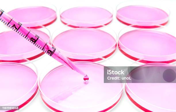 Subculturing Of Tumor Tissue Cells On The Cell Culture Dises Stock Photo - Download Image Now