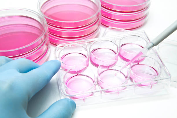 세포 분석에 대한 6 웰 플레이트로 포유류 세포의 aliquot - petri dish 이미지 뉴스 사진 이미지