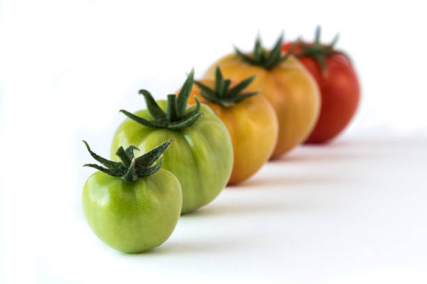 tomaten-anbau zeigt fortschritte isoliert auf weißem hintergrund. gesundheitskonzept - evolution progress unripe tomato stock-fotos und bilder