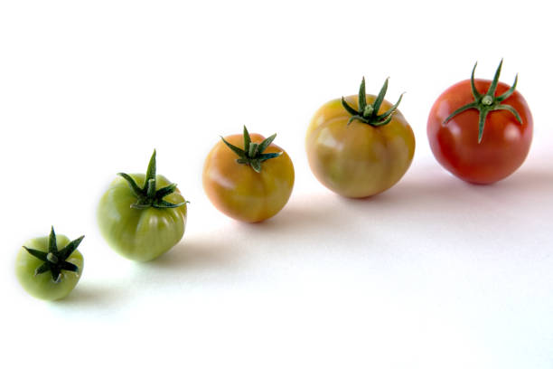 tomaten-anbau zeigt fortschritte isoliert auf weißem hintergrund. gesundheitskonzept - evolution progress unripe tomato stock-fotos und bilder