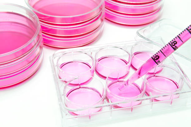 Vitro cell based assay using human stem cells on the 6 well plate stock photo