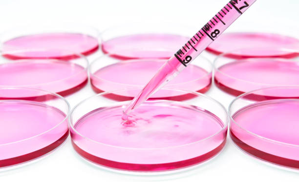 Subculturing of adherent mammalian cells on the cell culture dishes with pipette-aid stock photo