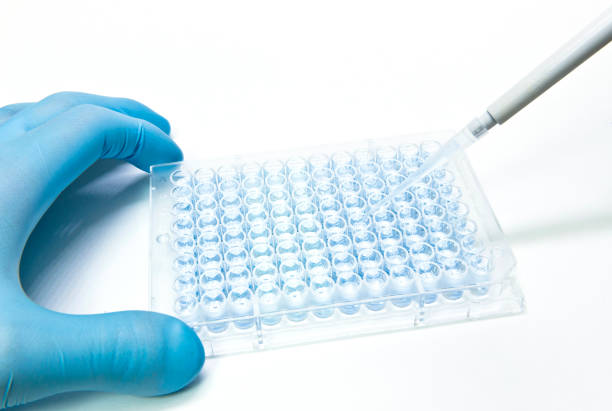 ensayo de toxicidad y proliferación celular in vitro utilizando células adherentes en la placa multipozo - microplate fotografías e imágenes de stock