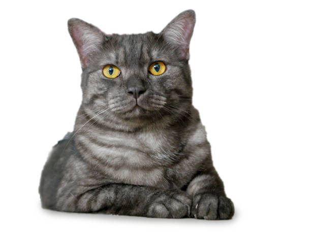 istock dark grey fat cat with yellow eye on white background  isolated clipping path 1181983948