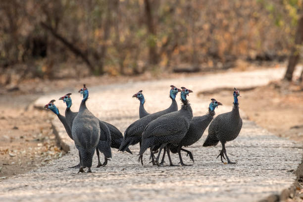 istock Helmeted Guinea fowl 1181984562