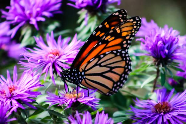 istock Monarch butterfly on purple flowers 1181985375