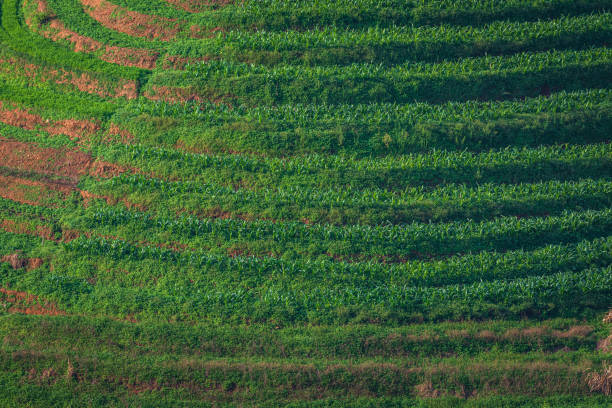 istock Aerial top view of fresh paddy rice. 1181986280