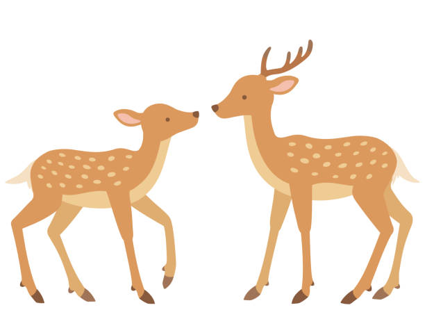 illustration eines hirschpaares, das sich gegenübersteht - stag deer doe cartoon stock-grafiken, -clipart, -cartoons und -symbole