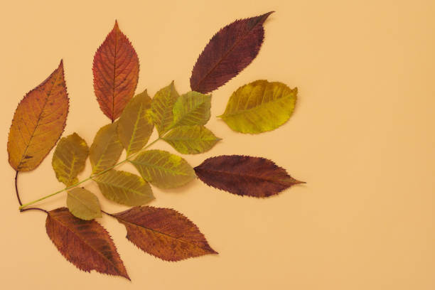 istock Fallen leaves of trees on yellow background 1181987294