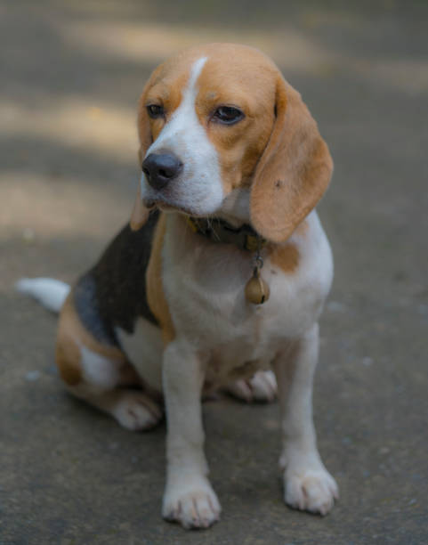 istock Beagle dog,portrait 1181987298