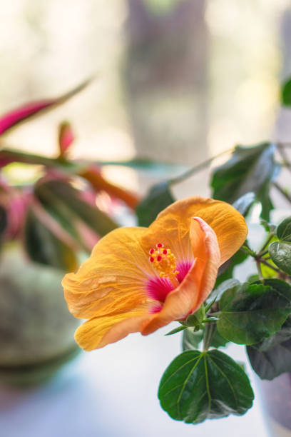 fiore di ebisco incombente sulla finestra. - potted plant hibiscus herb beauty in nature foto e immagini stock