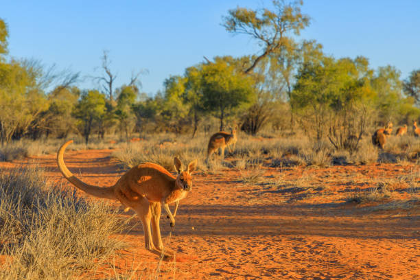 rotes känguru springen - kangaroo outback australia sunset stock-fotos und bilder