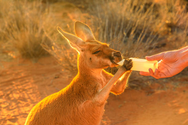 känguru-flaschenfütterung - kangaroo outback australia sunset stock-fotos und bilder