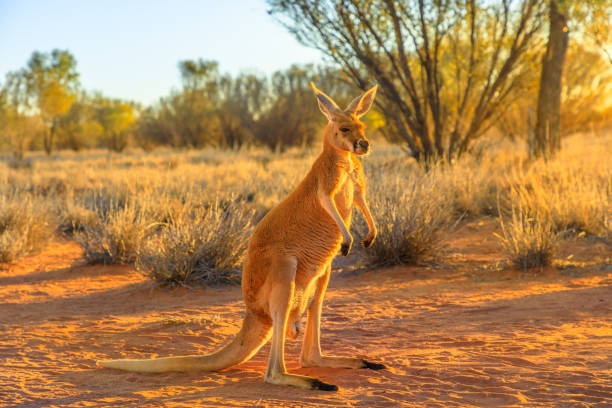 rotes känguru stehend - kangaroo outback australia sunset stock-fotos und bilder