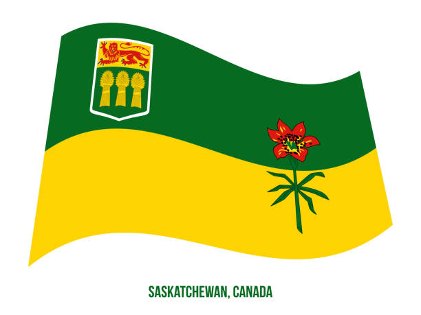 illustrations, cliparts, dessins animés et icônes de illustration de vecteur de drapeau de la saskatchewan sur le fond blanc. drapeau des provinces du canada - saskatchewan flag canada banner