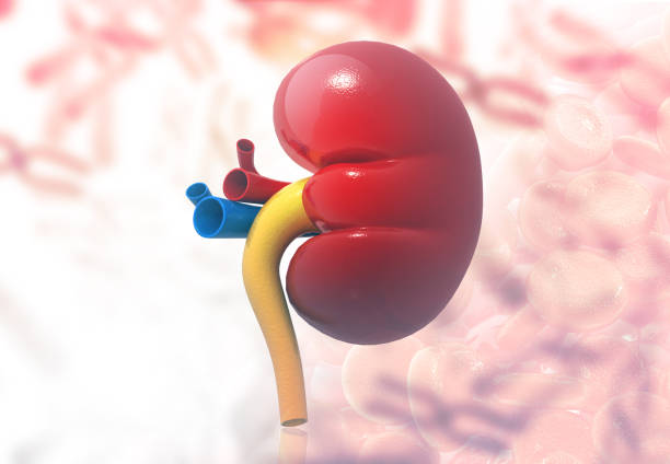 istock Human kidney anatomy 1181993517