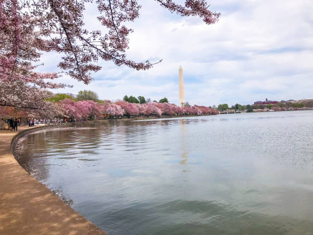 istock Cherry blossom in Washington D.C. 2019 1181993533
