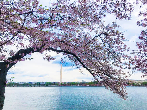 istock Cherry blossom in Washington D.C. 2019 1181993603