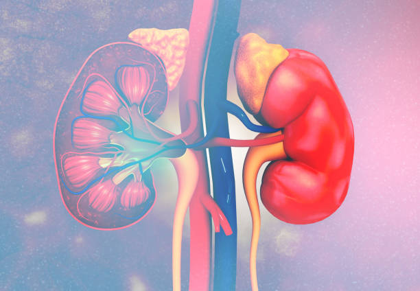 human kidney cross section anatomy - suprarenal gland imagens e fotografias de stock