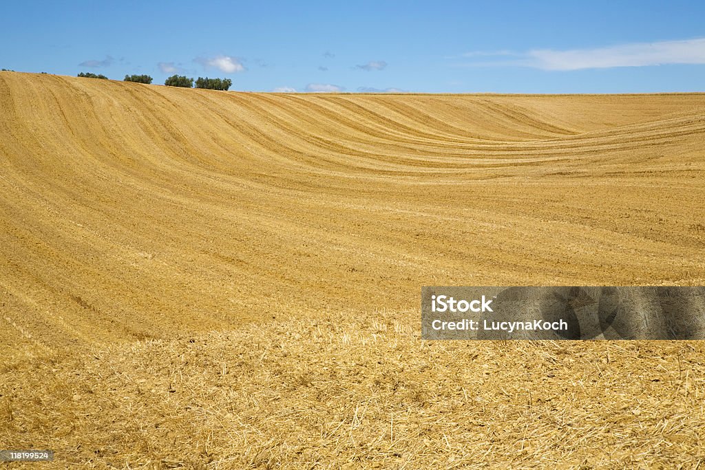 Kornfeld Nach der Ernte - Lizenzfrei Blau Stock-Foto