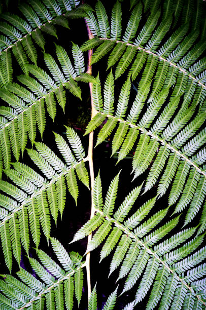 fern leaf. - palm leaf flash imagens e fotografias de stock