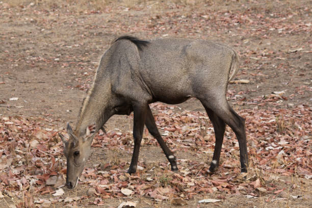 The Nilgai Tadoba National Park India Stock Photo - Download Image Now -  iStock