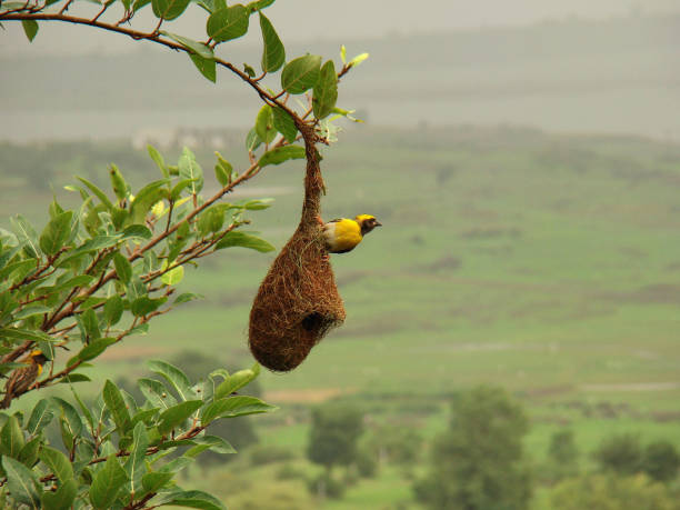 le tisserand de baya (ploceus philippinus) est un oiseau tisserand trouvé à travers le sous-continent indien et l'asie du sud-est, inde - tisserin photos et images de collection