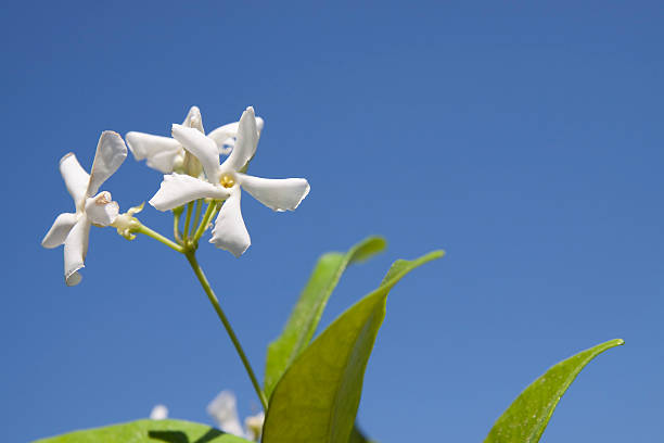 Jasmine Flower Closeup Against a Blue Sky, Saturated Colors stock photo