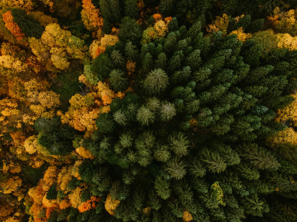 istock Colorful alpine autumn forest from above 1181996899