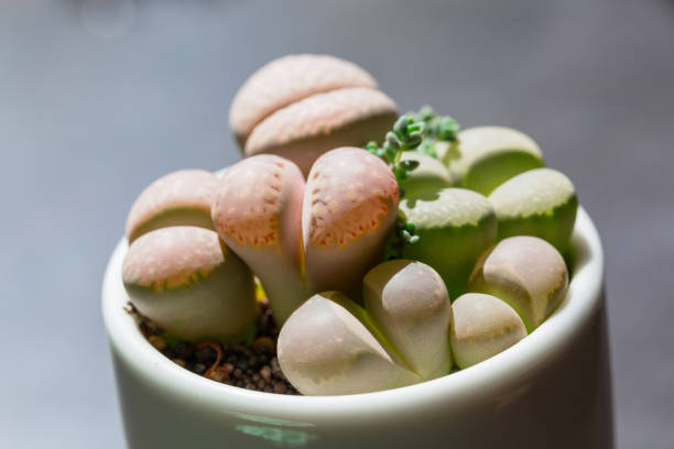 istock Macro close-up of succulent plant stone flower，Lithops N. E. Br. 1181997191