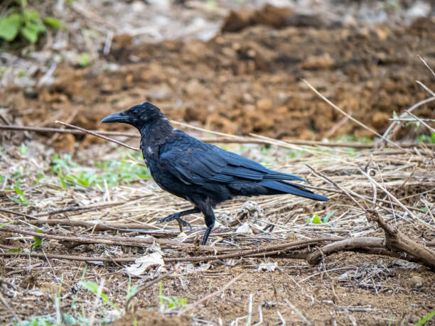 istock large-billed crow in an empty field 1181997348
