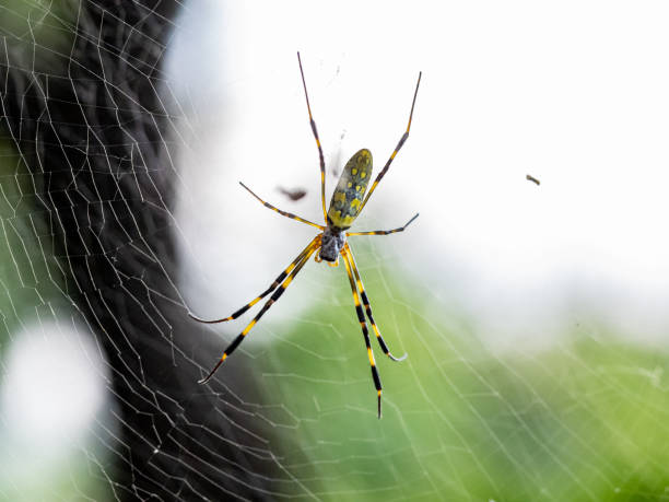 nephila clavata joro orb tkacz pająk na stronie 5 - orb web spider zdjęcia i obrazy z banku zdjęć